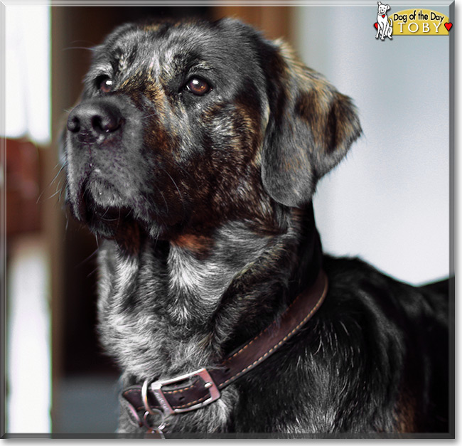 Toby the Golden Retriever/Labrador mix, the Dog of the Day