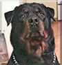 Ullis the Rottweiler