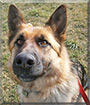 Trixi the German Shepherd Dog