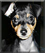 Morticia the Miniature Pinscher