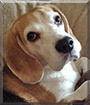 Diesel the Beagle