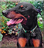 Bug the Doberman Pinscher