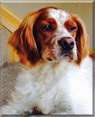 Jack the French Brittany Spaniel