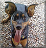 Dunn the Doberman Pinscher