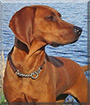 Eppa the Redbone Hound