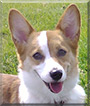 Ziva the Pembroke Welsh Corgi