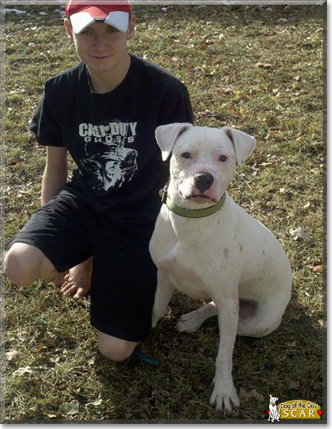 Scar the American Bulldog mix, the Dog of the Day