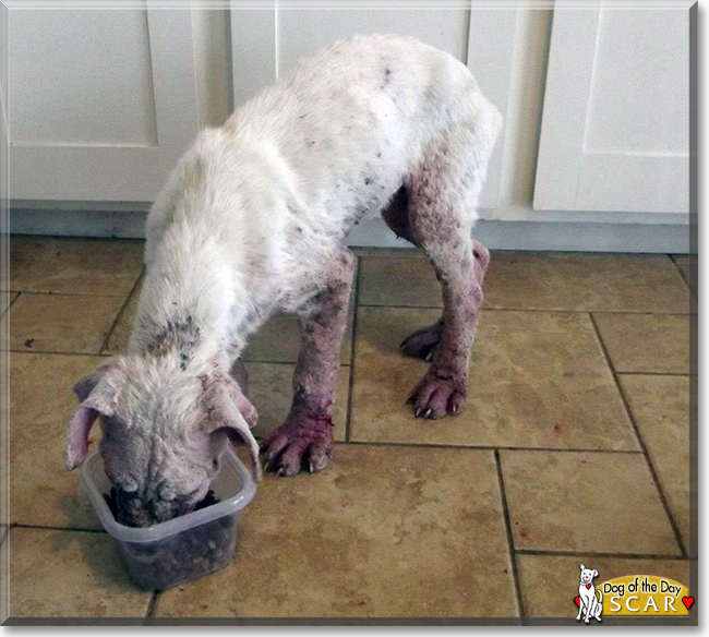 Scar the American Bulldog mix, the Dog of the Day