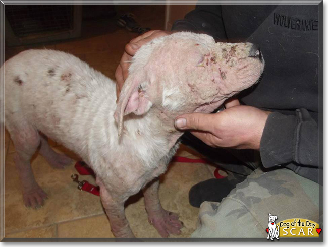 Scar the American Bulldog mix, the Dog of the Day