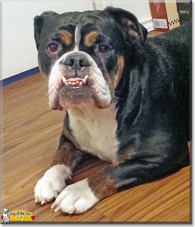 Oz the English Bulldog/Old English Bulldog, the Dog of the Day