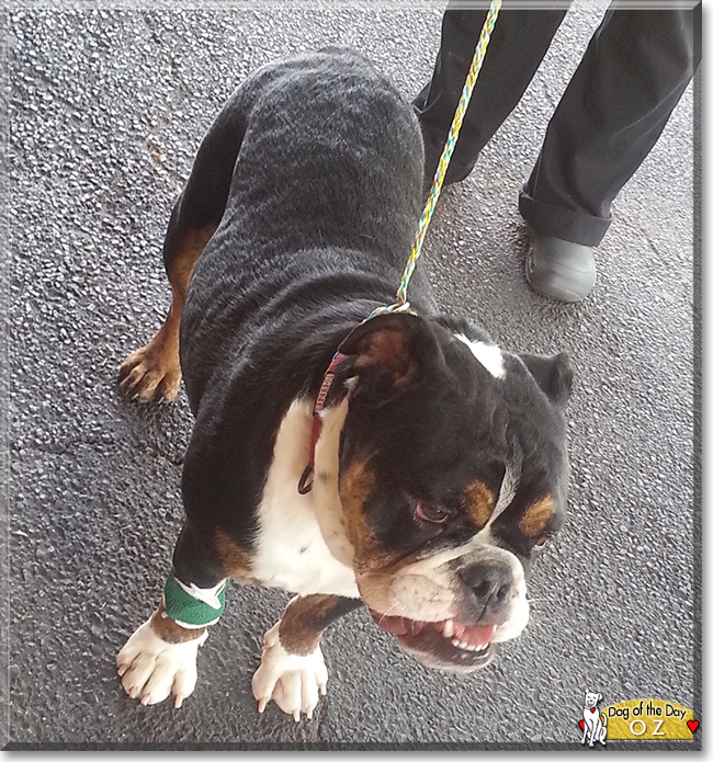 Oz the English Bulldog/Old English Bulldog, the Dog of the Day