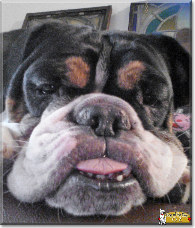 Oz the English Bulldog/Old English Bulldog, the Dog of the Day