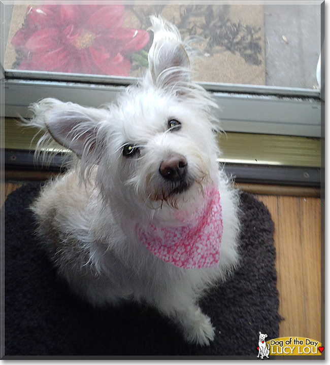 Lucy Lou the Terrier mix, the Dog of the Day