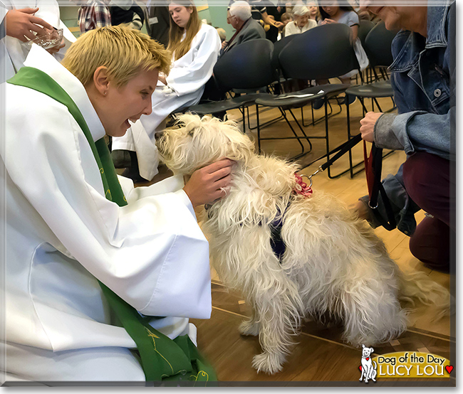 Lucy Lou the Terrier mix, the Dog of the Day