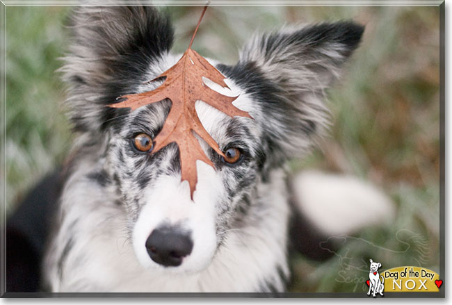 Nox the Border Collie, the Dog of the Day