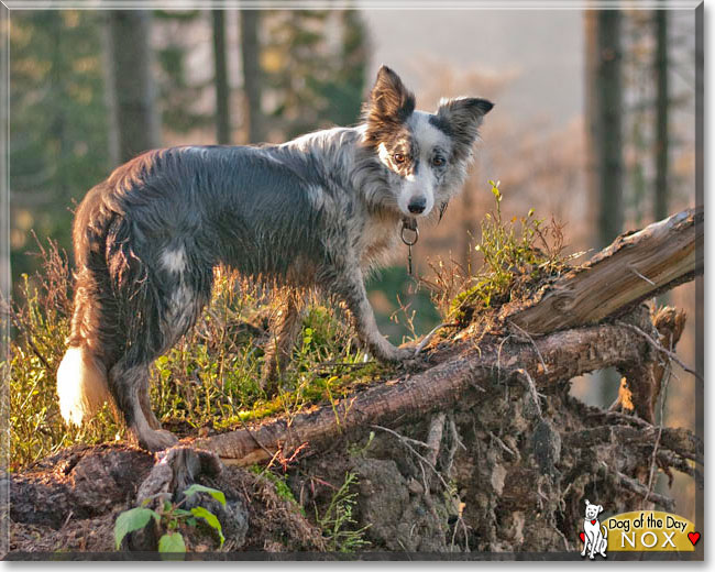 Nox the Border Collie, the Dog of the Day