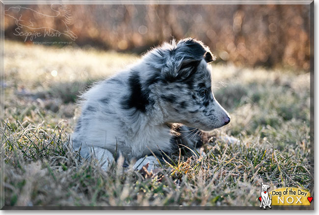 Nox the Border Collie, the Dog of the Day