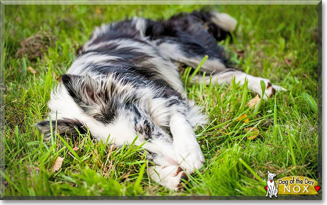 Nox the Border Collie, the Dog of the Day