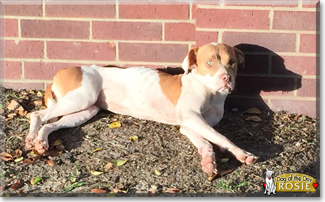 Rosie the Pitbull mix, the Dog of the Day