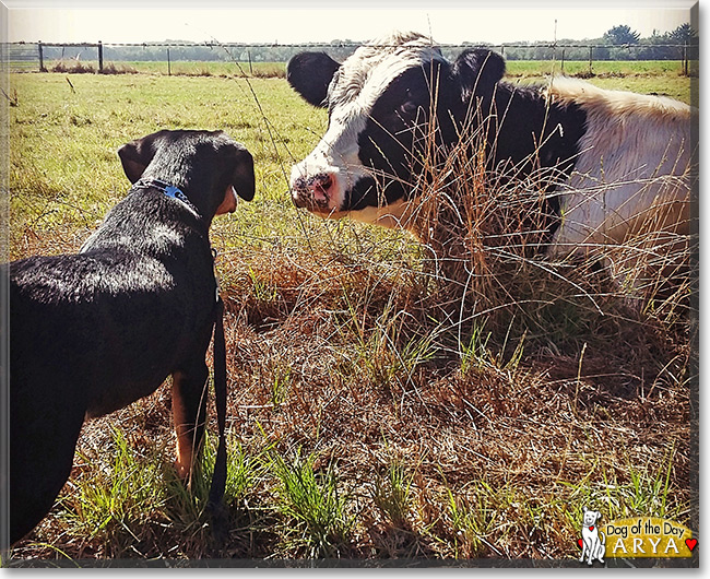 Arya the Entlebucher Mountain Dog, the Dog of the Day