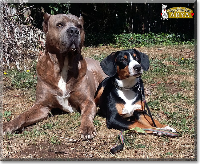 Arya the Entlebucher Mountain Dog, the Dog of the Day