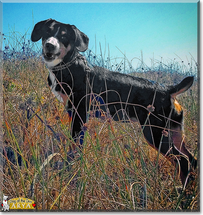 Arya the Entlebucher Mountain Dog, the Dog of the Day