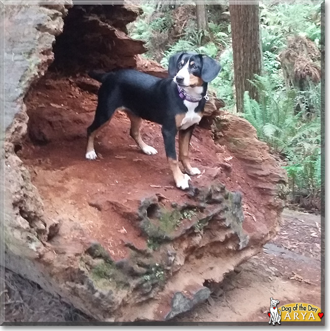 Arya the Entlebucher Mountain Dog, the Dog of the Day