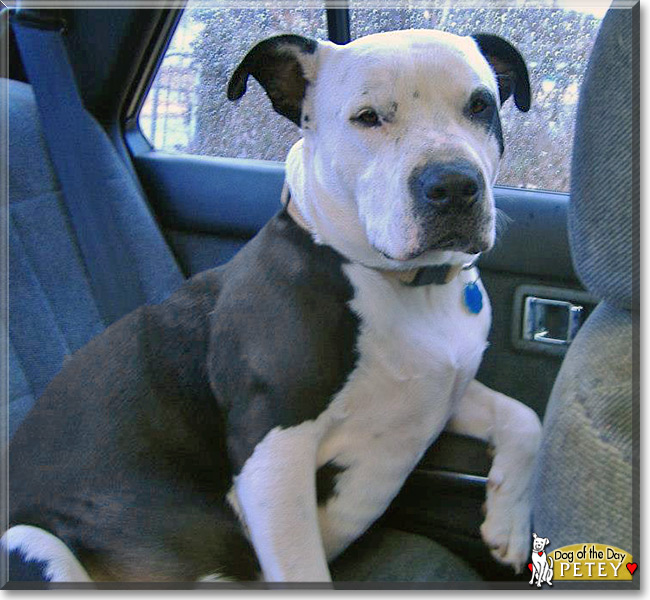 Petey the Pit Bull Terrier, the Dog of the Day