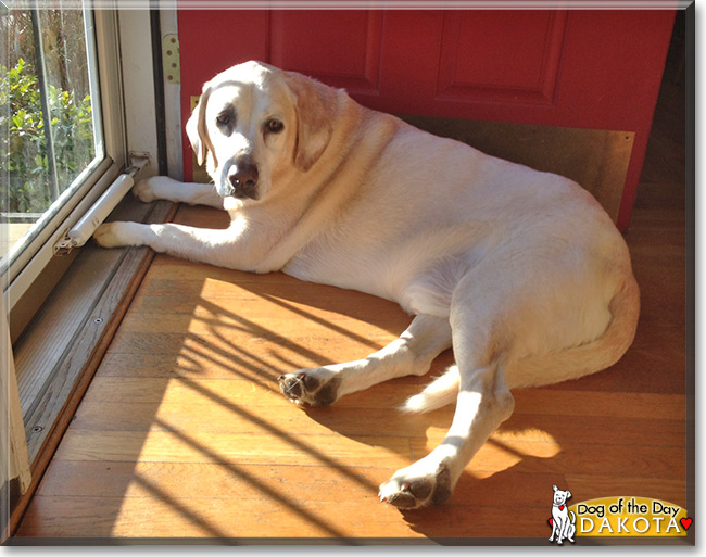 Dakota the Labrador Retriever, the Dog of the Day