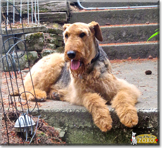 Zoro the Airedale Terrier, the Dog of the Day