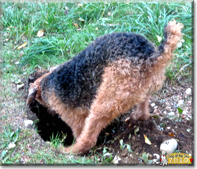 Zoro the Airedale Terrier, the Dog of the Day