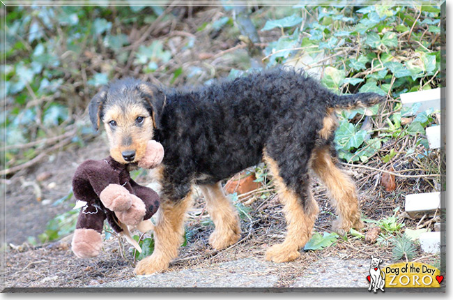 Zoro the Airedale Terrier, the Dog of the Day