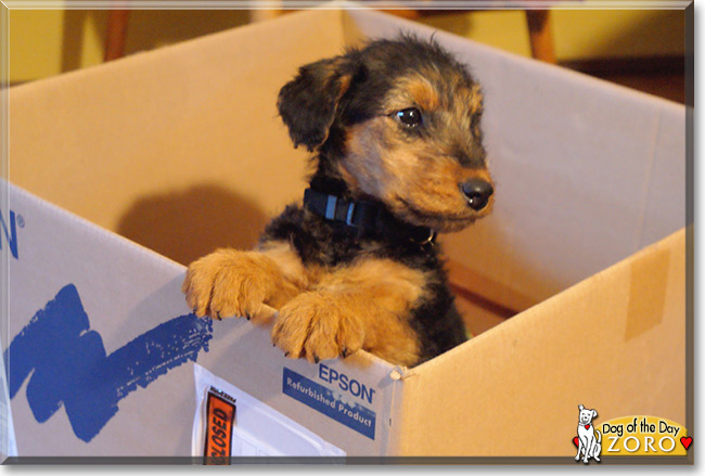 Zoro the Airedale Terrier, the Dog of the Day