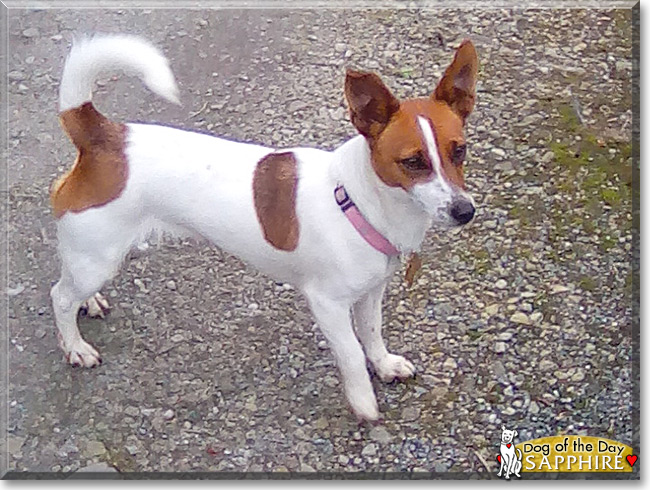 Sapphire the Jack Russell Terrier, the Dog of the Day