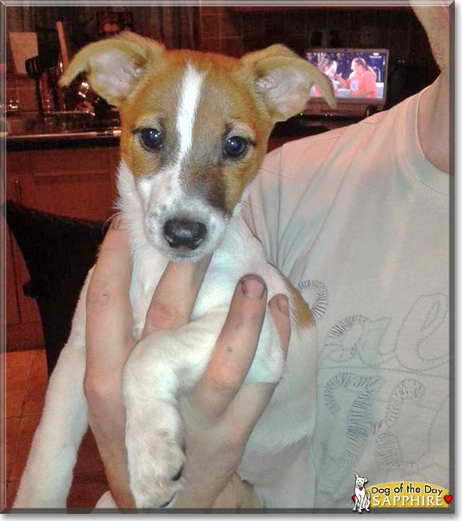 Sapphire the Jack Russell Terrier, the Dog of the Day