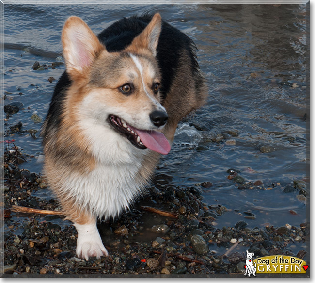 Gryffin the Pembroke Welsh Corgi, the Dog of the Day