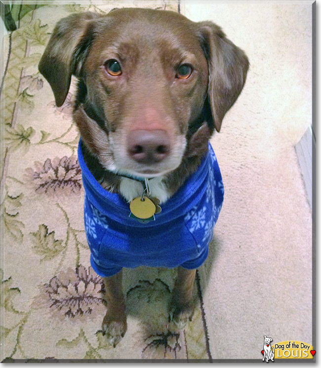 Louis the Chocolate Labrador Mix, the Dog of the Day