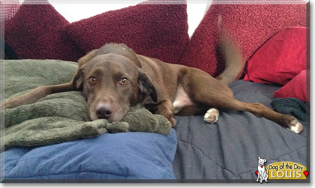 Louis the Chocolate Labrador Mix, the Dog of the Day