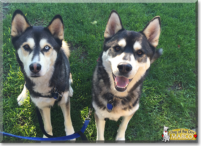 Marco the Husky mix, the Dog of the Day