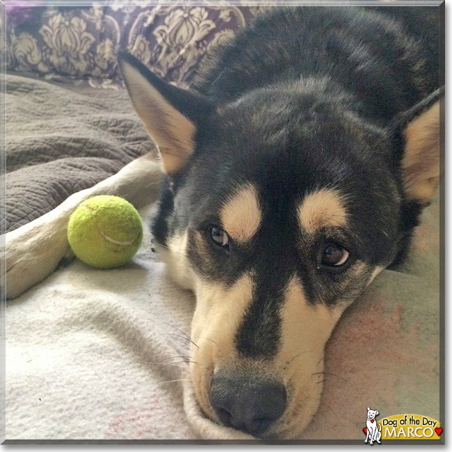 Marco the Husky mix, the Dog of the Day