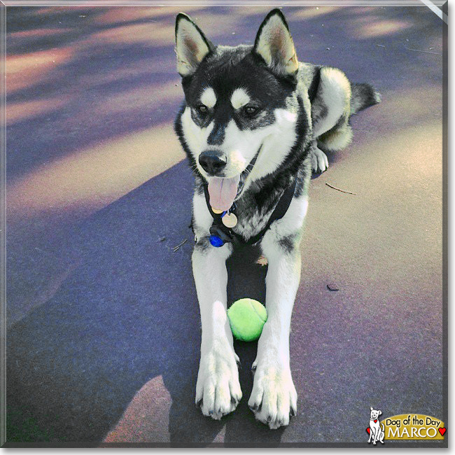 Marco the Husky mix, the Dog of the Day