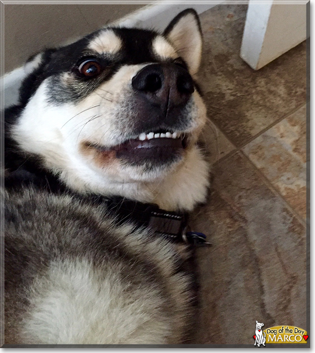 Marco the Husky mix, the Dog of the Day