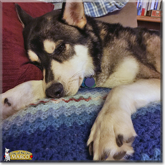 Marco the Husky mix, the Dog of the Day