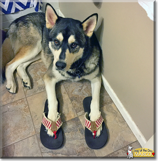 Marco the Husky mix, the Dog of the Day