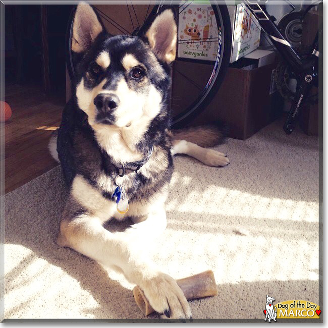 Marco the Husky mix, the Dog of the Day