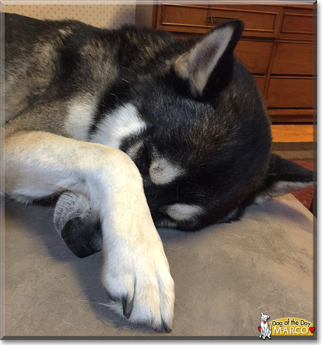 Marco the Husky mix, the Dog of the Day