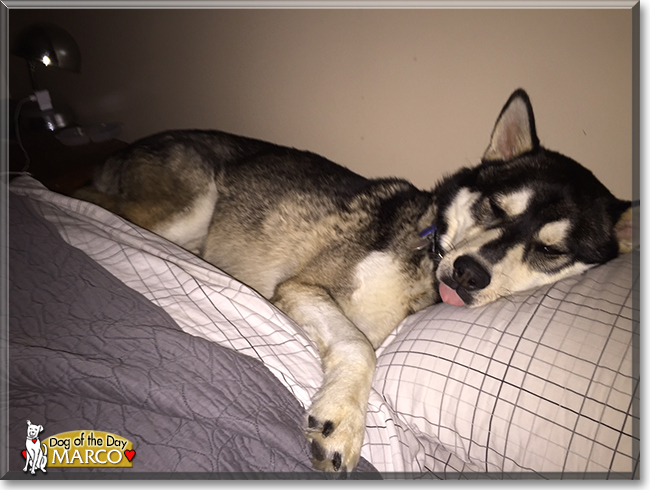 Marco the Husky mix, the Dog of the Day