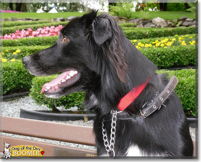 Boomer the Border Collie/Labrador mix, the Dog of the Day