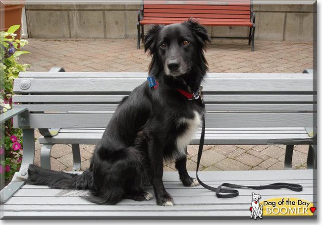 Boomer the Border Collie/Labrador mix, the Dog of the Day