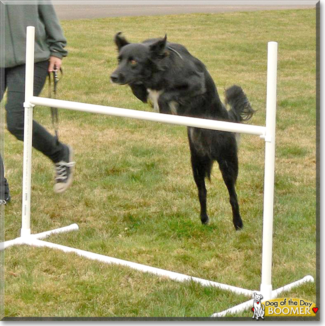 Boomer the Border Collie/Labrador mix, the Dog of the Day